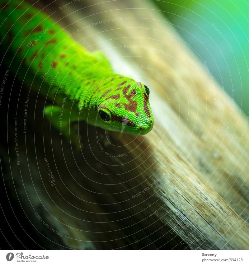 Whazzup? Nature Animal Terrarium Day gecko Gecko 1 Lie Looking Wait Elegant Exotic Brown Green Serene Patient Calm Life Curiosity Pattern Wood Colour photo