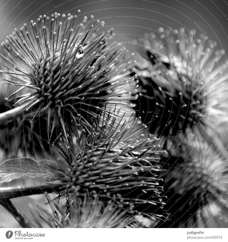 thistle Thorny Thistle Plant Hedgehog Beautiful Summer Autumn Black Round Barbed hook Checkmark Light Glittering Defend Daisy Family Wilderness Environment