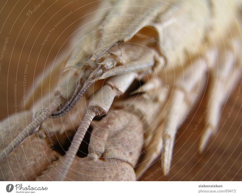 crayfish Crawfish Living thing Animal Underwater photo Crustacean Macro (Extreme close-up) Close-up River Brook Shellfish Water