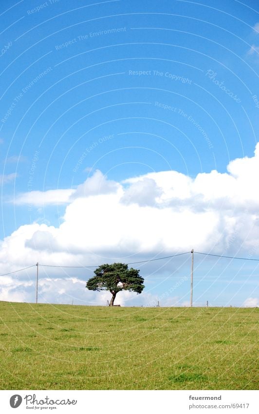 Hang the tree... Tree Meadow Field Summer Clouds Telephone line Horizon Landscape Lawn Sky Sun Electricity pylon Free skies race masts voice grade channel