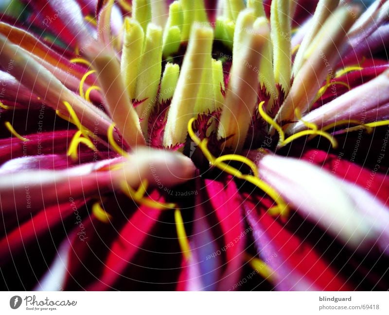 Waiting for unfolding Gardener Summer Flower Blossom leave Chinese China Growth Rolled Deploy Yellow Red Macro (Extreme close-up) Near Blossoming Horizontal