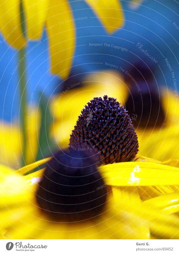 Sun hat open Flower Blossom Yellow Black Dark Stalk Buttons Blossoming Sunhat Nature Bright Blue Bud focus gradient background blur