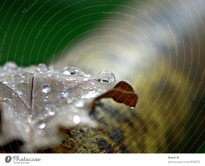 are you crying, or is that the rain? Leaf Autumn leaves Dry Wet Rain Evening sun Drops of water Tree Rod background blur Tears