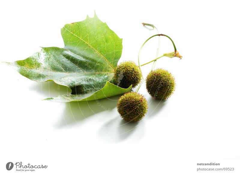 fruits and also the leaf of a plane tree Autumn leaves Autumnal weather Autumn fair Autumn program Autumn storm Autumn wind Early fall Autumn market Autumn sky