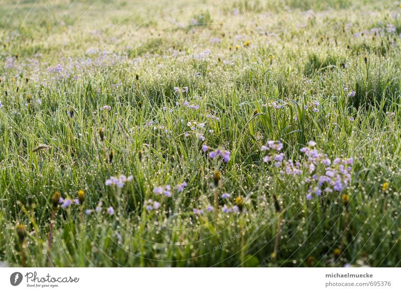 Meadow in the morning Harmonious Calm Nature Landscape Plant Spring Grass Blossom Foliage plant Field Blossoming Fresh Bright Positive Beautiful Green Moody