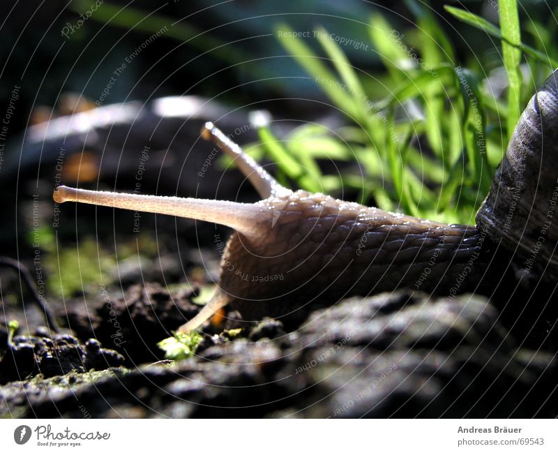 Snail close up crawls in front of a tuft of grass Feeler Animal Grass Snail shell Crumpet Nature Eyes Stone