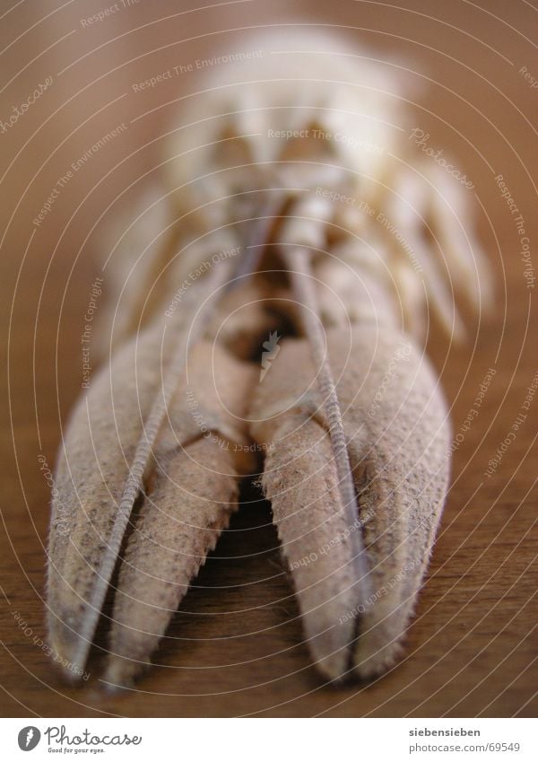 crayfish Molt Crawfish Crustacean Animal Living thing Underwater photo Zoology River Brook Electricity Macro (Extreme close-up) Close-up Shellfish Water Sheath