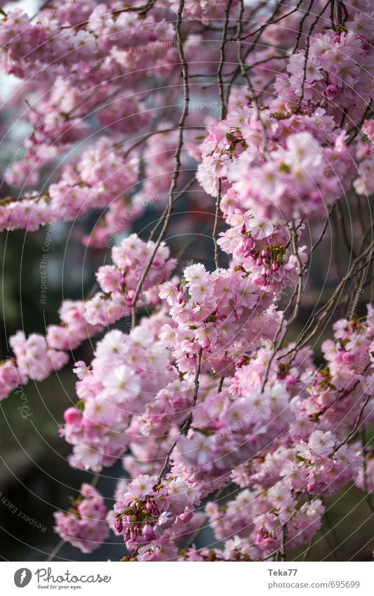 Spring 2 Design Life Summer Nature Plant Blossom Foliage plant Garden Park Jump Pink Joy Happy Happiness Contentment Joie de vivre (Vitality) Spring fever