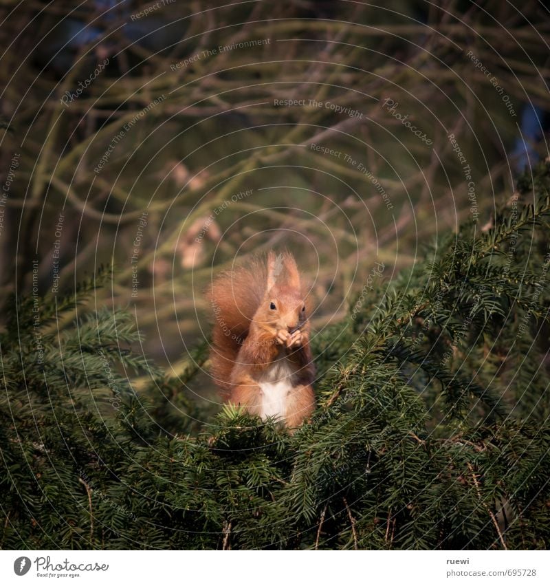 Croissant Eating Environment Nature Animal Tree Garden Park Wild animal Squirrel 1 Wood Observe Looking Sit Wait Cool (slang) Cuddly Curiosity Cute Brown Green