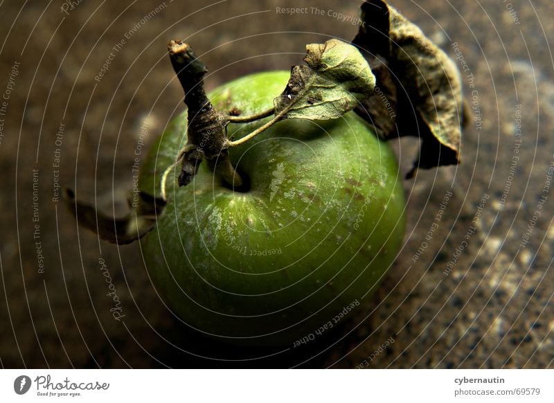 windfall Leaf Stalk Autumn Green Brown Dappled Fruit Apple Stone Summer