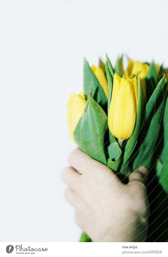 Happy birthday! Environment Nature Plant Spring Tulip Beautiful Yellow Green Bouquet Flower To hold on Donate Give Surprise Romance Valentine's Day