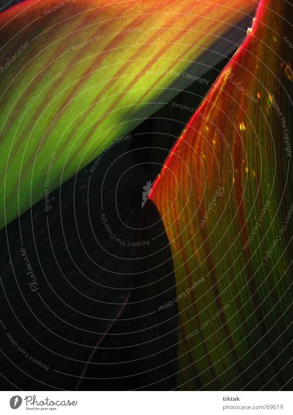 burning with love Plant Green Red Stripe Flower Leaf Botany Light Dark Converse Glow Burn Lighting Line Nature Bright