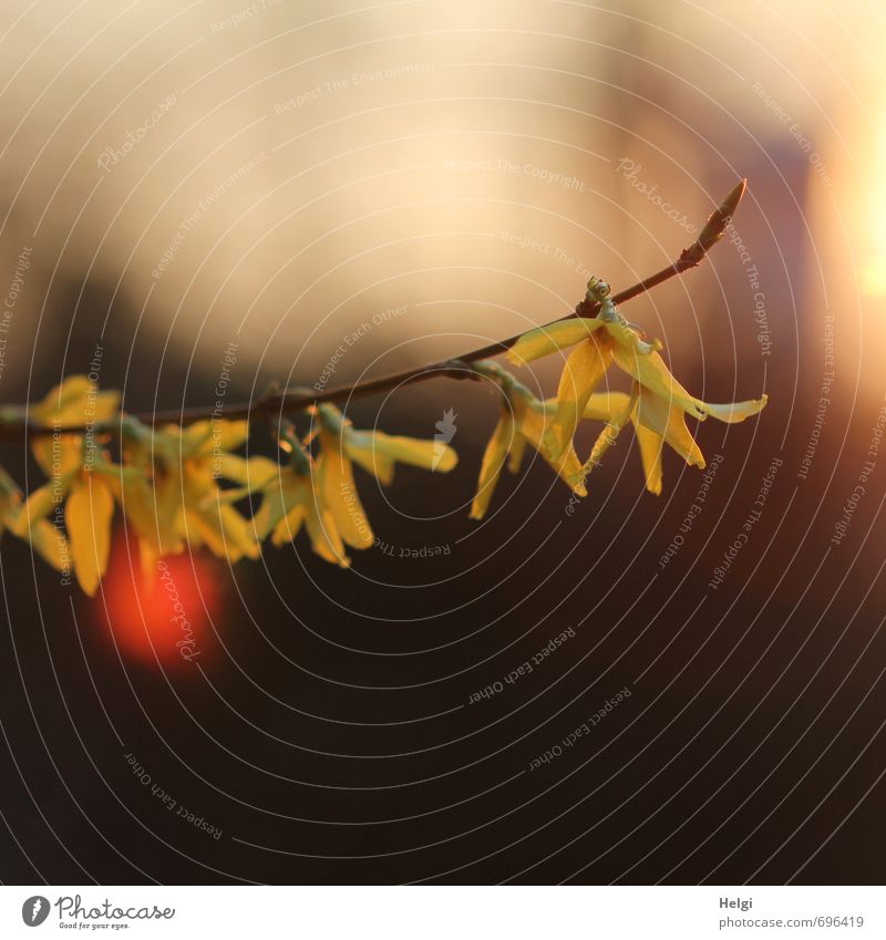 spring night Environment Nature Plant Spring Beautiful weather Bushes Blossom Twig Forsythia blossom Garden Blossoming Hang Illuminate Growth Esthetic