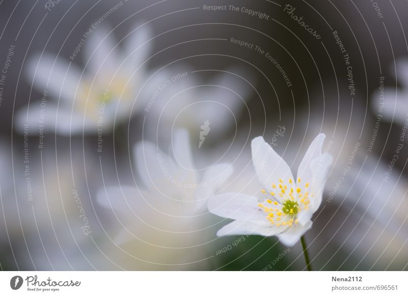 Bleached? Environment Nature Plant Earth Spring Flower Field Forest White Wood anemone Woodground Forest flower Rose Colour photo Exterior shot Close-up Detail