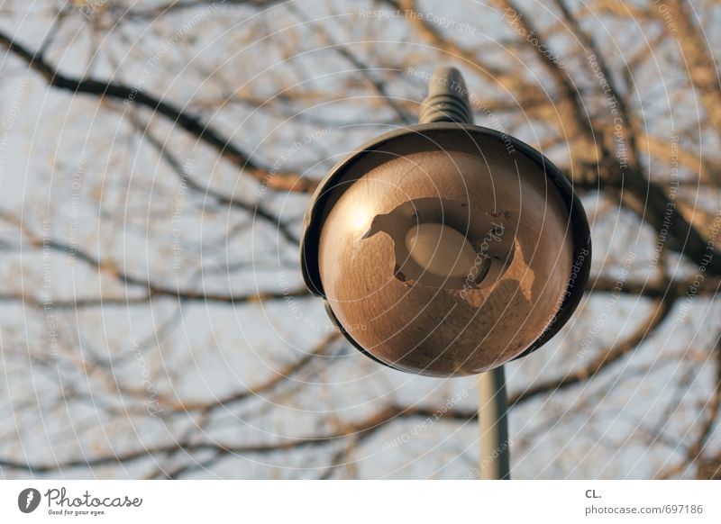 broken Environment Nature Sky Tree Park Old Broken Frustration Decline Destruction Electric bulb Lamp Street lighting Shard Hollow Colour photo Exterior shot