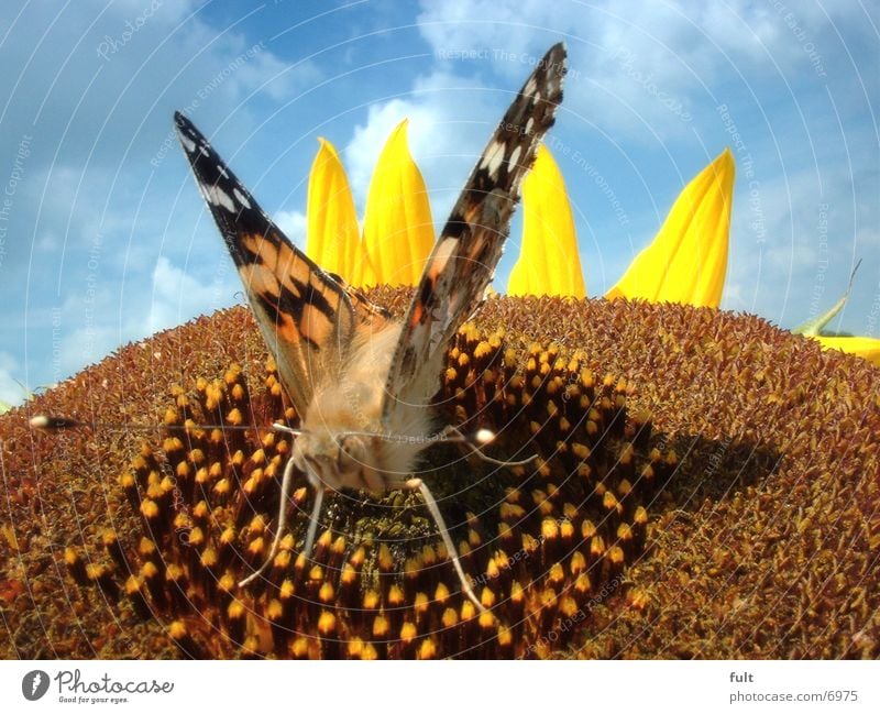 butterfly Butterfly Sunflower squeaky squeaky sneaky sneaky sneaky sneaky sneaky sneaky sneaky sneaky sneaky sneaky sneaky sneaky