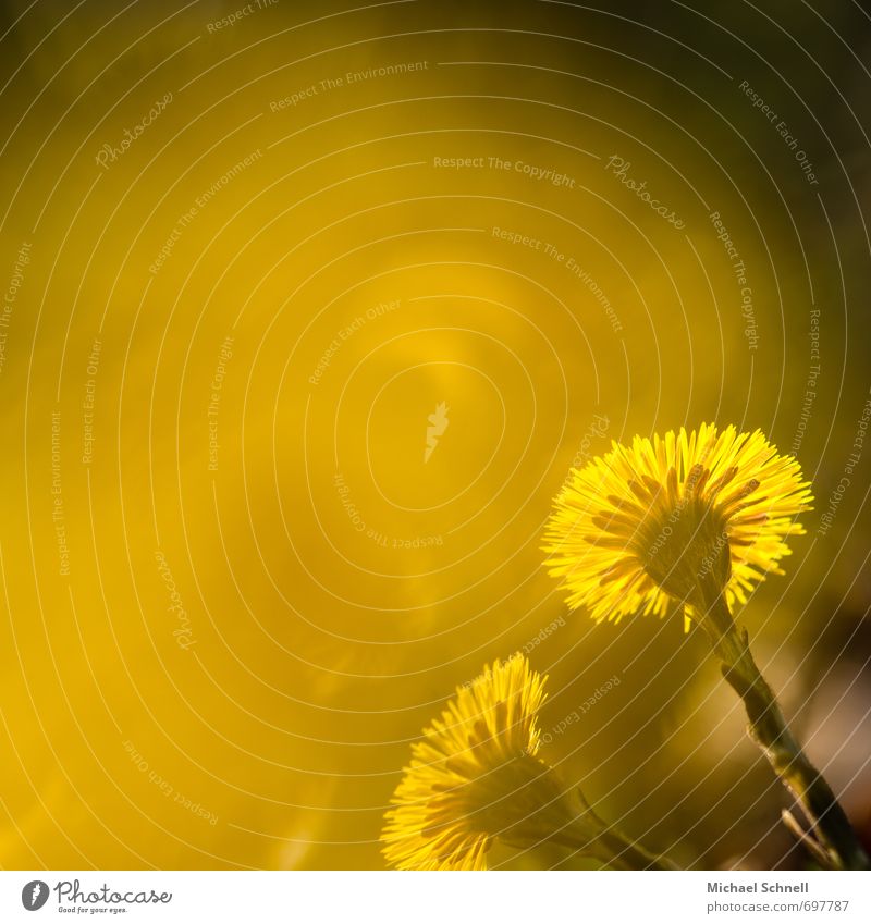 sunny yellow Plant Blossom Coltsfoot Meadow Fresh Happy Beautiful Warmth Yellow Warm-heartedness Sympathy Colour herald of spring Colour photo Sunlight