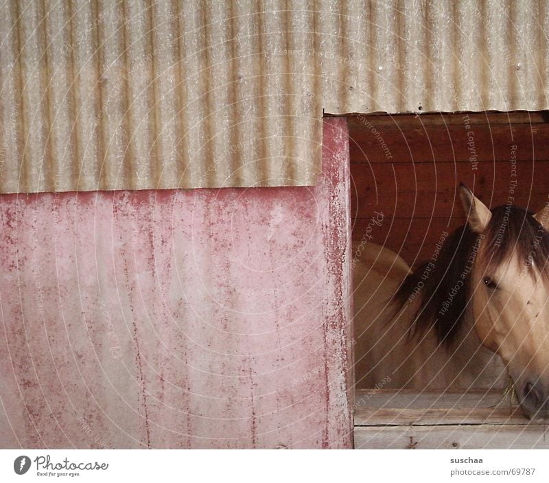 in the country it's nice (2) Horse Window Vantage point Looking Wall (building) Horse's head Barn