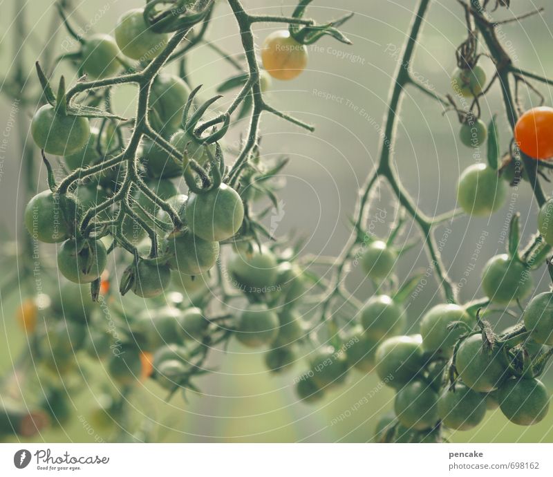 tomätchen? Food Lettuce Salad Fruit Nutrition Organic produce Italian Food Nature Summer Agricultural crop Cheap Good Tomato Greenhouse Garden Food photograph