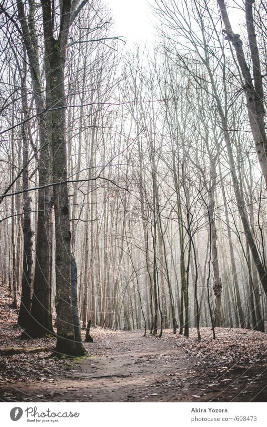 The sleeping forest. Nature Tree Forest Stand Growth Natural Brown Emotions Loneliness Transience Lanes & trails Deciduous forest Colour photo Exterior shot