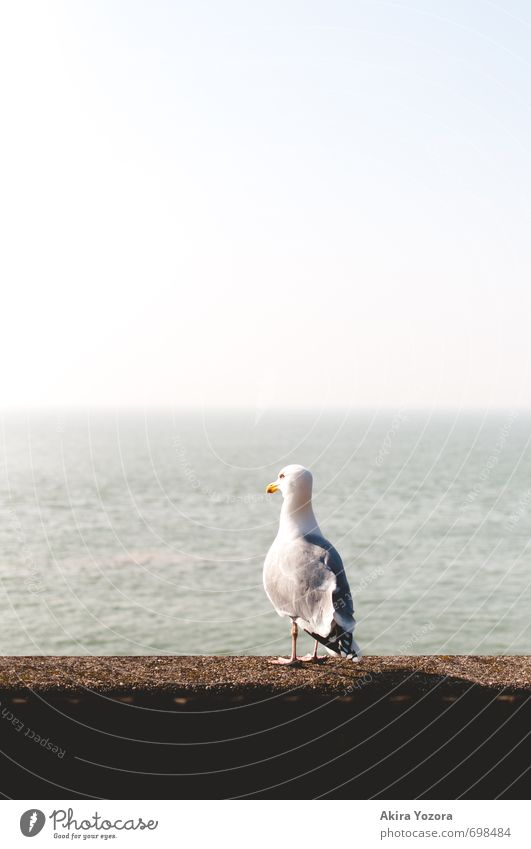 Where the journey takes us Nature Water Sky Cloudless sky Horizon Beautiful weather Wall (barrier) Wall (building) Animal Wild animal Bird seagull 1 Observe