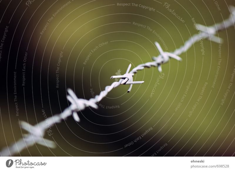 The Wire Barbed wire Fence Knot Green Bans Border Colour photo Exterior shot Deserted Copy Space top Copy Space bottom Day Shallow depth of field