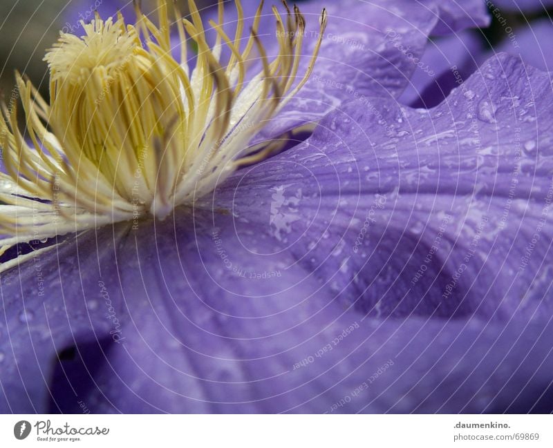 refreshment Flower Blossom Plant Drops of water Wet Bud Contrast