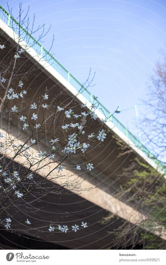 You're gonna get flowers in front of a bridge. Environment Sky Cloudless sky Spring Beautiful weather Plant Tree Blossom Park Town Bridge Street Overpass