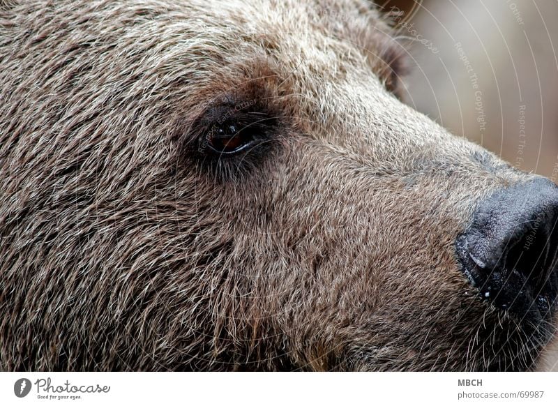 instant Brown bear Pelt Watchfulness Animal Dangerous Large Teddy bear Whisker Beard hair Eyes Nose inspect Looking Wild animal