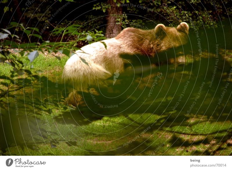 Animal terror - Bruno was only the beginning Point Hiding place Bear Brown bear Hunting Forest Retreat Weather Dangerous Teddy bear Petting zoo Circus Hidden