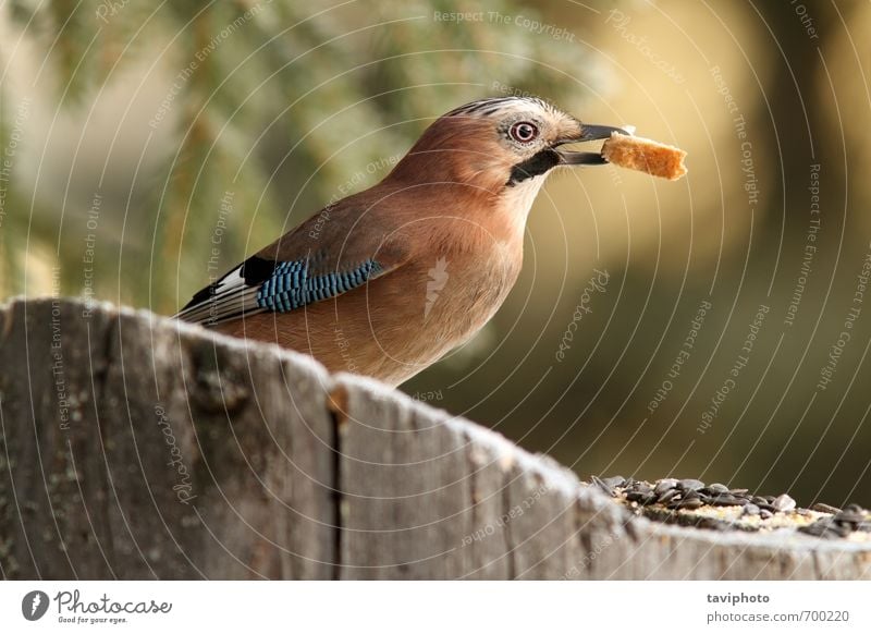 jay eating bread Eating Beautiful Garden Environment Nature Animal Tree Park Forest Bird Wild Blue Brown Black White Colour garrulus glandarius wildlife food