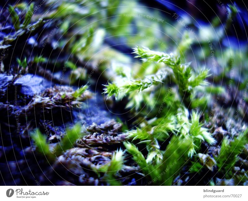 In the moss Nix Los Forest Plant Soft Delicate Macro (Extreme close-up) Woodground North side Damp Green Growth Small Decent Wood flour Close-up Life Smooth