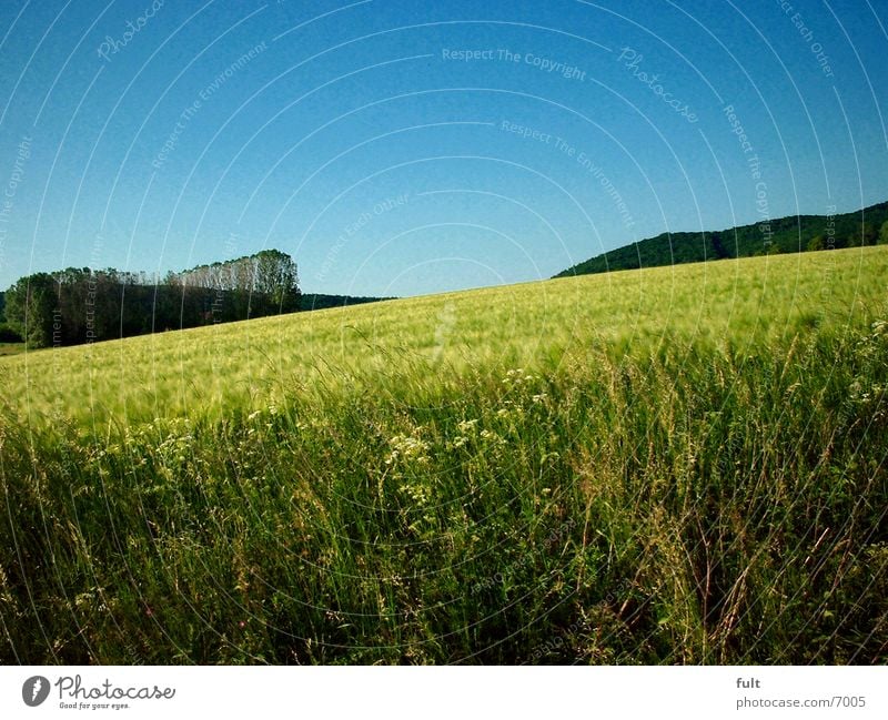 acre Field Forest Grain Sky