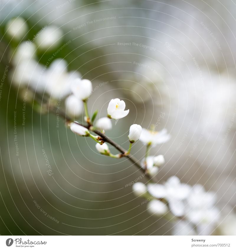 flower frenzy Nature Plant Spring Bushes Blossom Branch Park Forest Blossoming Fragrance Growth Brown Yellow Green White Spring fever Colour photo Exterior shot