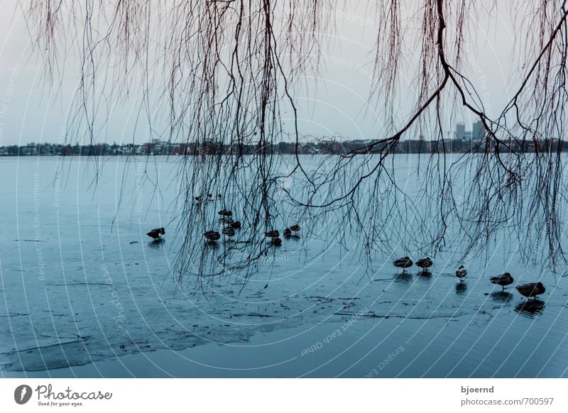 Ice cold ducks Nature Landscape Water Winter Frost Tree River bank Hamburg Alster Animal Bird Duck Group of animals Flock Swimming & Bathing Stand Cold Blue