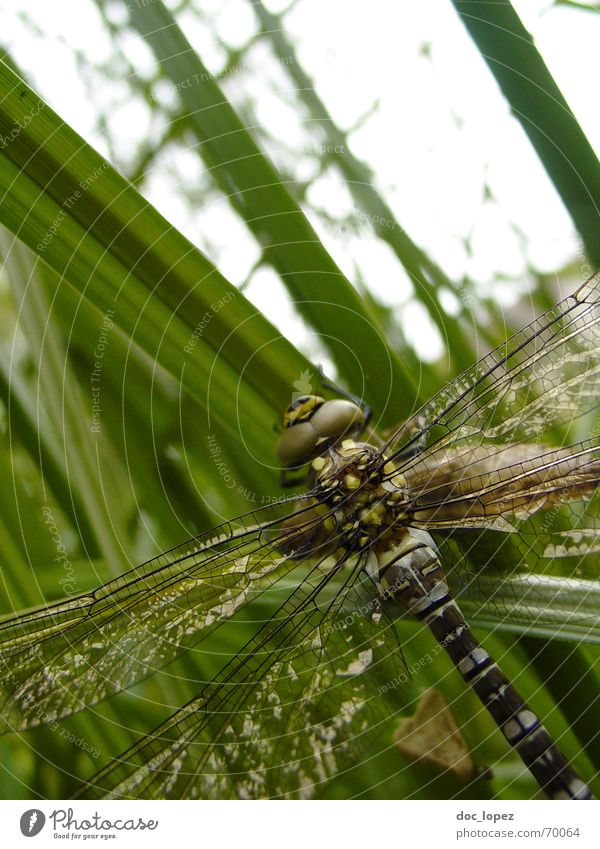 perfect flying (shortly before) Dragonfly Green Common Reed Grass Insect Helicopter Goggle eyes Fragile Newborn Slip Pond Thief Brown Gray Chitin Motionless