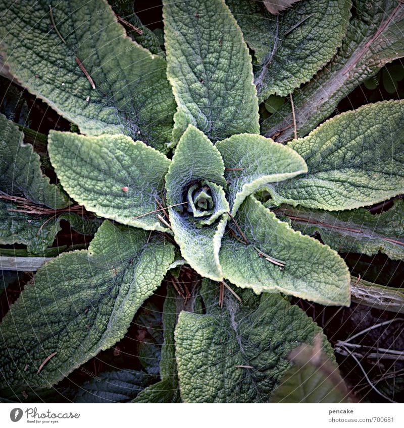 sprawl out Nature Plant Elements Earth Spring Forest Sign Relaxation Central Survive Disperse Growth Foxglove Colour photo Subdued colour Exterior shot Close-up