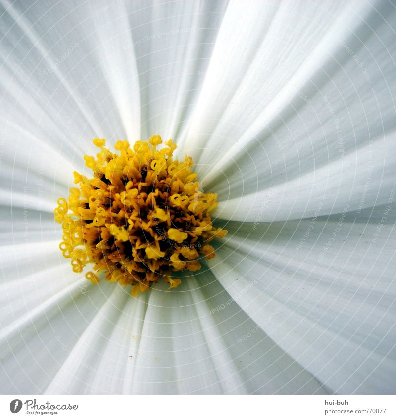 lovely Elegant Beautiful Blossom Flower Yellow White Plant Summer Spring Power Salutation Square Lovely Might Strong Fine Small Delicate Fragile Nature Freedom