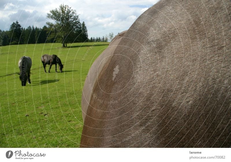 on the mountain pasture Animal Farm animal Horse Alpine pasture Grass Heavy horse To feed Nature Freedom norika Landscape noric Nutrition