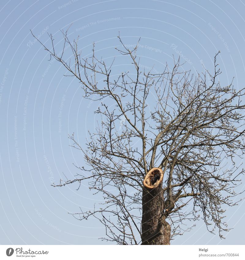 the cry of the tree... Environment Nature Plant Cloudless sky Spring Beautiful weather Flower Tree trunk Twig Tree stump Park Stand Growth Exceptional