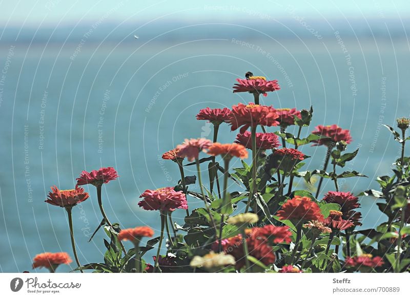 blooming summer flowers at the lakeside Lakeside Horizon Summer feeling Summery Summerflower Summer's day tranquillity Shadow blossoming flowers Blue Idyll