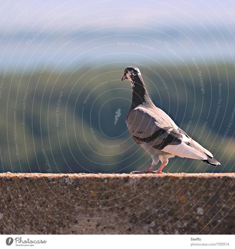 Pigeon with view Bird Vantage point Observe look birdwatching Domestic Review Overview Break Snapshot quiet scene Peaceful calm moment Comforting high up