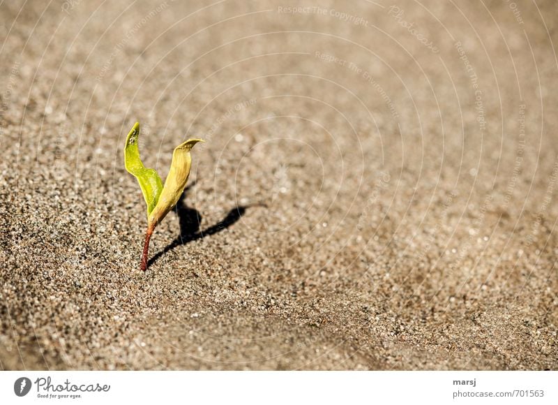 loner | with shadow Nature Plant Sand Spring Leaf Foliage plant Wild plant Shoot Germ River bank Growth Simple Brown Green Purity Beginning Loneliness Power