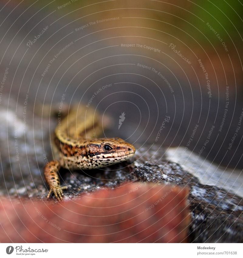 The "Oath" Lizard Nature Summer Beautiful weather Forest Rock Wild animal Animal face Scales Claw Saurians 1 Looking Sit Wait Authentic Exotic Small Thin Brown