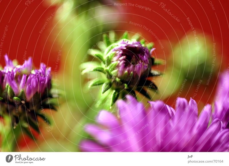 flowers ;) Flower Blossom Violet Green Red Plant Multicoloured Gaudy Still Life Joy Colour