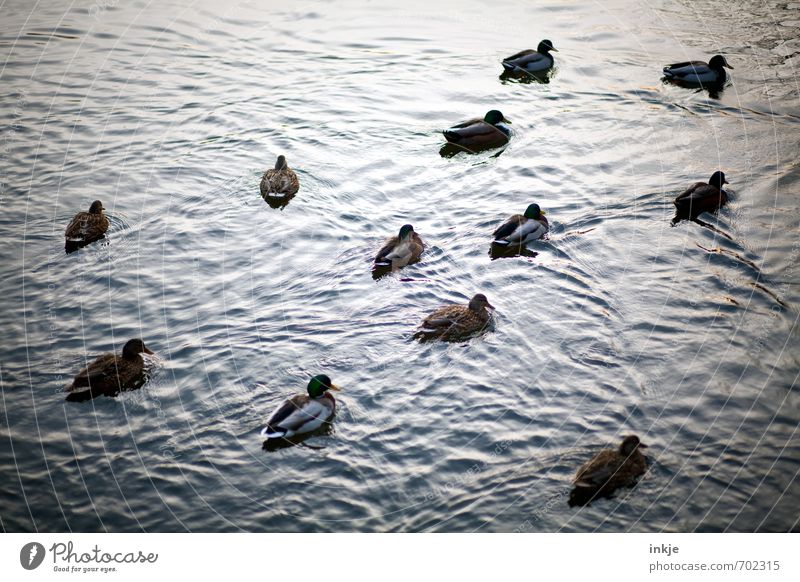 Okay, let's get out of here. Nothing's happening here today. Nature Animal Water Spring Summer Autumn Waves Pond Lake Surface of water Duck pond Mallard