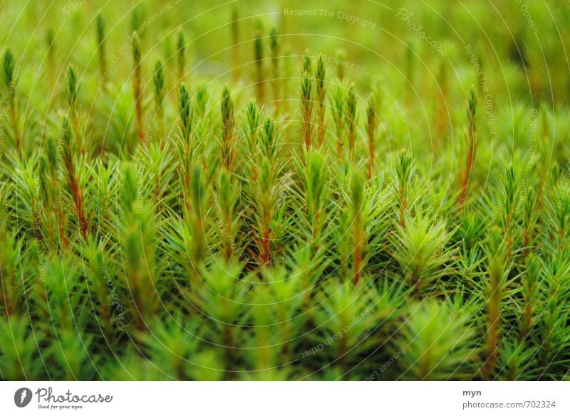 moss forest Environment Nature Plant Autumn Winter Grass Moss Foliage plant Wild plant Meadow Forest Bog Marsh Esthetic Happy Calm Transience Encalypta