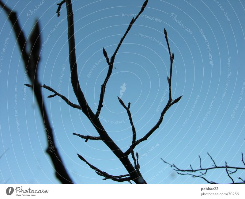 fly in the sky Tree Spring Back-light Sky Blue Twig Branch