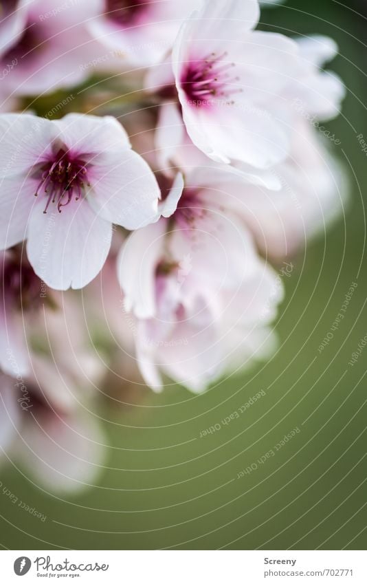 cherry blossoms Nature Plant Spring Tree Flower Blossom Cherry tree Cherry blossom Park Blossoming Fragrance Growth Esthetic Green Violet White Spring fever