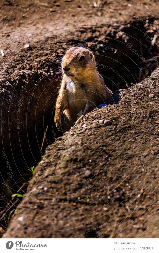 The beginning of spring - the marmot awakens Zoo Environment Nature Spring Summer Autumn Field Animal Wild animal Rodent Marmot Beaver 1 Brown Spring fever